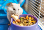 10 gezonde groenten en lekkernijen om uw hamster te belonen