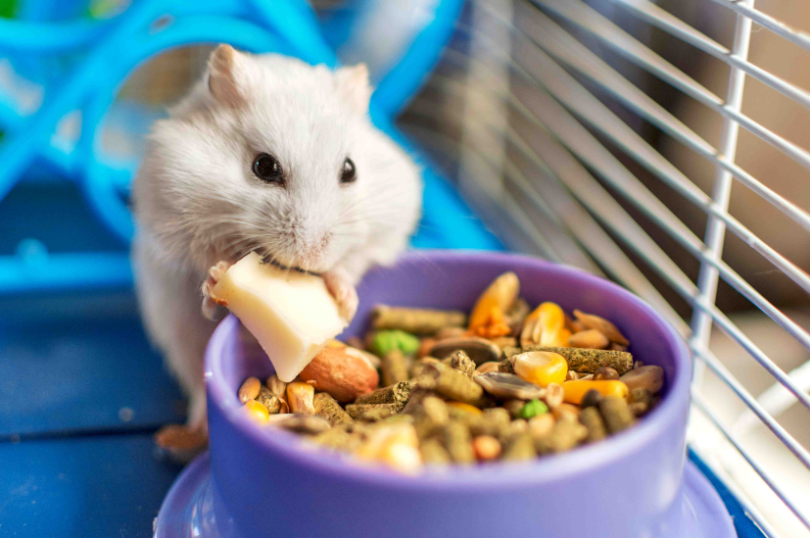 10 gezonde groenten en lekkernijen om uw hamster te belonen