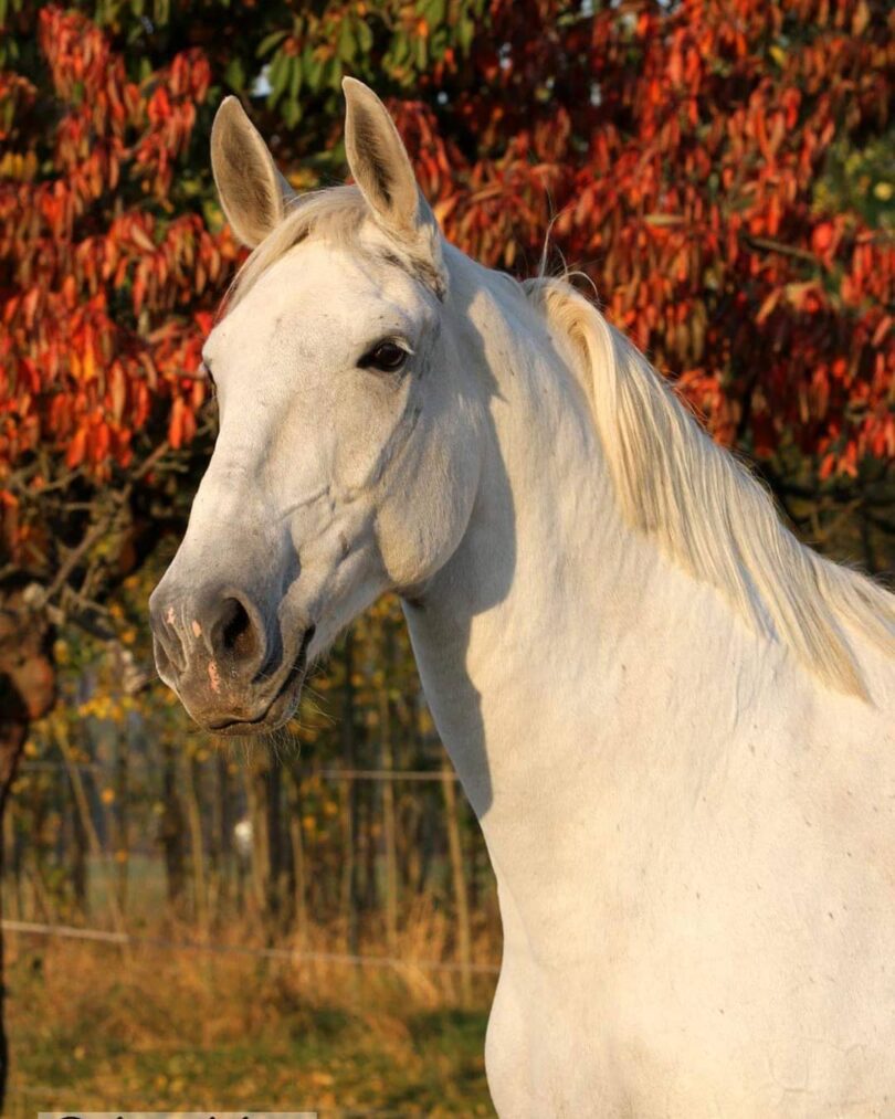 10 mythen over paardengedrag