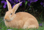 10 natuurlijk gedrag van konijnen om te begrijpen