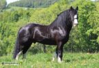 10 tips voor het succesvol trainen van een jong paard