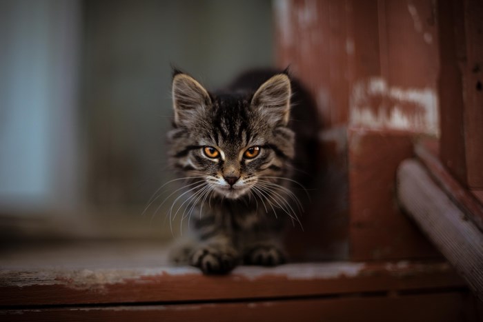 10 trefzekere tips om kattenallergenen in uw huis te verminderen