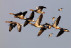 10 vogels die in grote aantallen over continenten zullen migreren