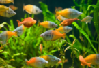 De 10 essentiële exotische vissen voor uw zoetwateraquarium