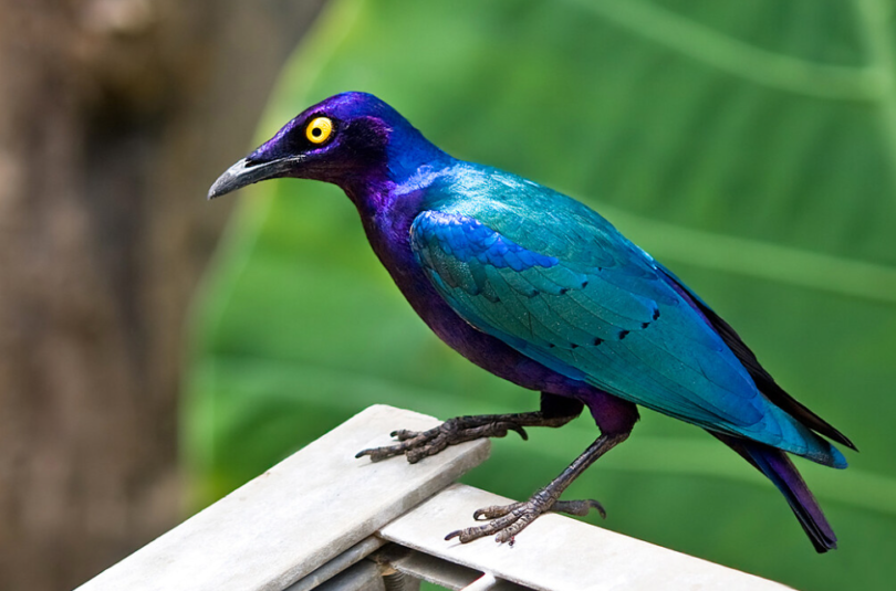 De 10 essentiële vogels van het tropische woud