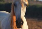 De 10 hippische films die elke paardenliefhebber zou moeten zien