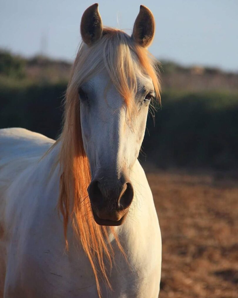 De 10 hippische films die elke paardenliefhebber zou moeten zien