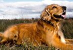 De 10 ideale hondenrassen voor individuele reizigers en nomaden
