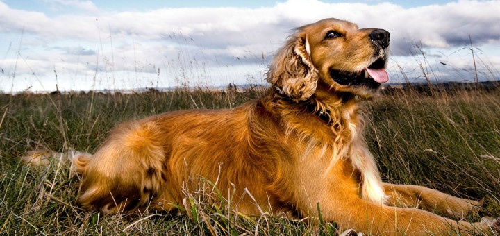 De 10 ideale hondenrassen voor individuele reizigers en nomaden