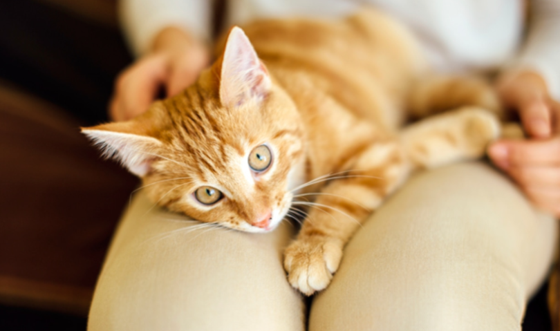 Top 10 Kattennamen voor Je Nieuwe Kattenvriend
